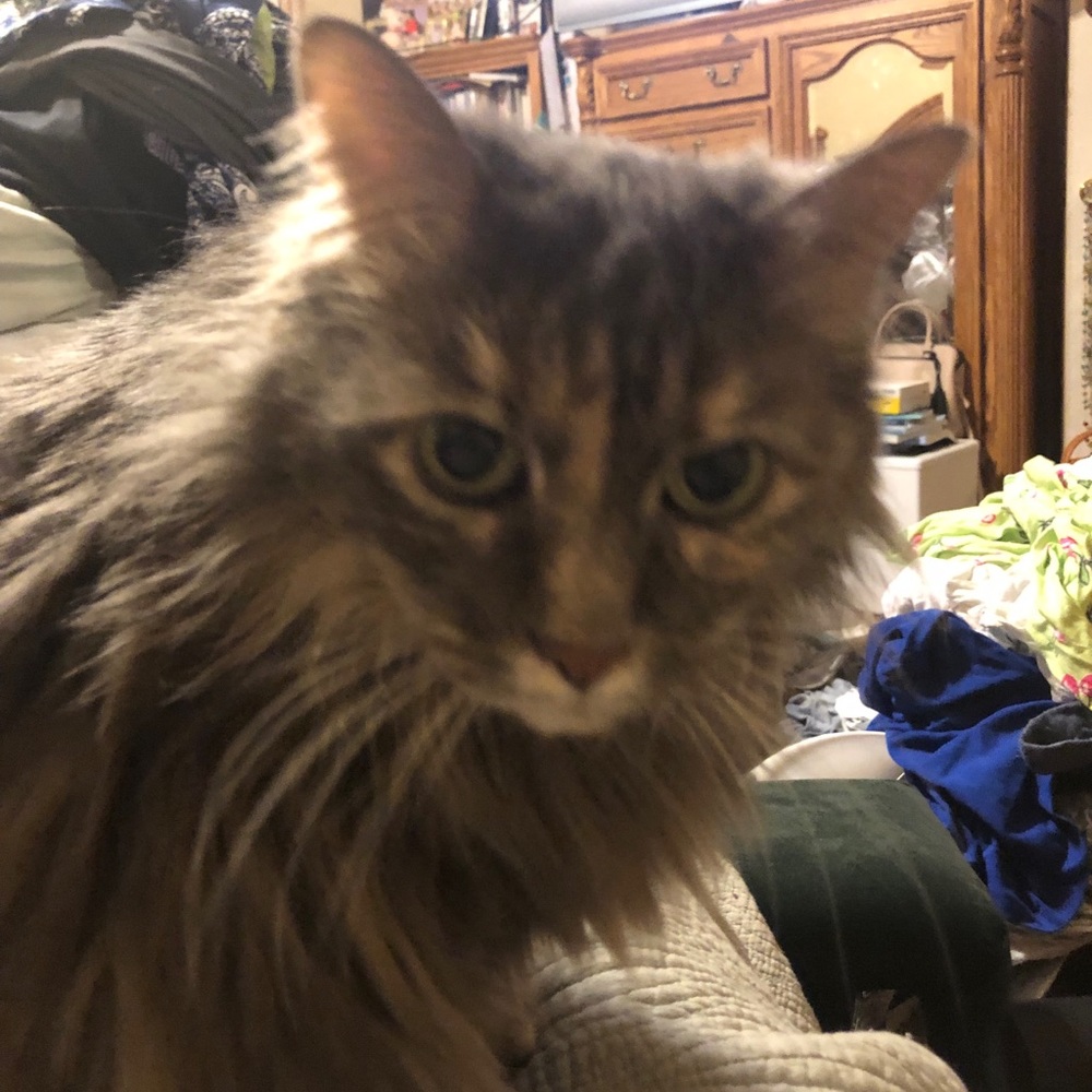 Meet your Posher, Sadie